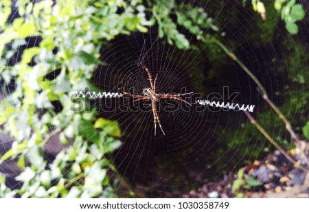 A Unique of Spider Web Pattern