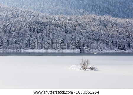 Winter landscape background with snowy lake, little bush, ice water and beautiful snowy spruce trees, Cerknica lake, Slovenia