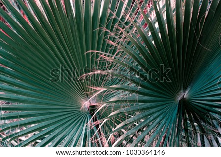 Green tropical palm leaf.