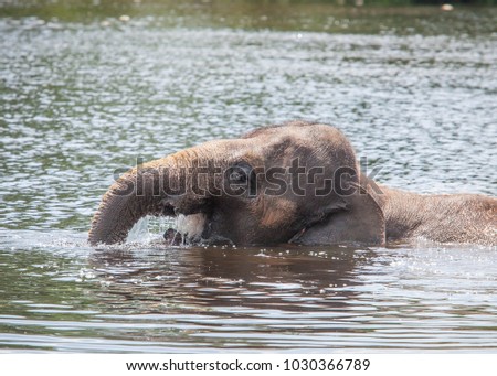 Asian Elephant swimming in water