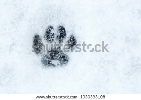 prints of the cat paw with hoarfrost, animal trace in the snow