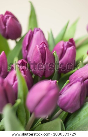 Purple Tulip Bouquet. close up Spring Summer Violet Flowers on White Background. Vertical image.