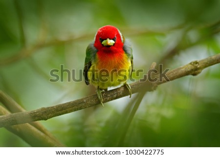 Red-headed Barbet, Vera Blanca, Costa Rica, exotic grey and red mountain bird,  Wildlife scene from nature. Birdwatching in South America. Beautiful bird from tropical forest. 