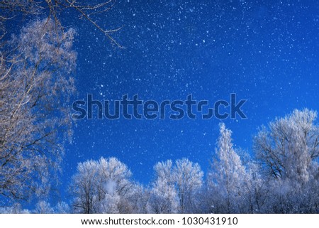 Dark winter landscape. Trees with hoarfrost, falling snow and blue sky. Evening, copy space on the sky