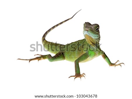 Chinese water dragon on white background picture