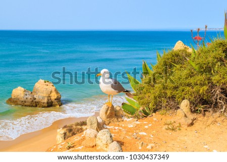 Seagull bird sitting on cliff with beautiful beach in background, Portimao, Portugal