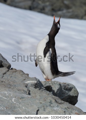 An adult gentoo penguin standing on a gray rock with its head thrown back to vocalize. Snow is in the background. Shallow depth of field.