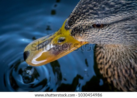 Portrait of mallard duck