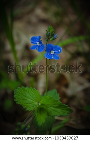 A small blue forest flower. Spring forest. Flowers May. Close-up of blue summer flowers - German Spiderman. Veronica germander is a macro flower in the wild. Young greens.