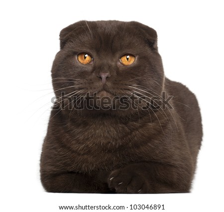 Portrait of Scottish Fold cat, 1 year old, in front of white background