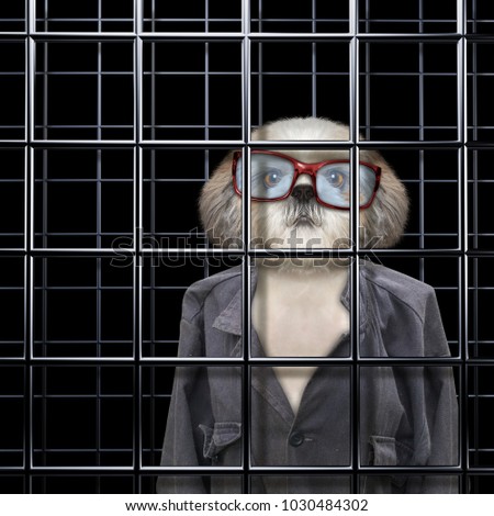 Dirty dog is punishe in cage of prison