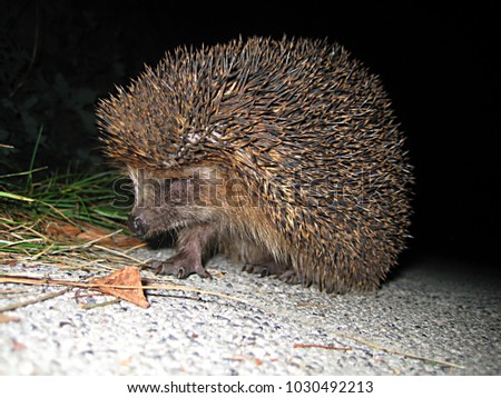 macro photo with a decorative background texture prickly hedgehog wild animal on the dark background of the night period of the day as a source for prints, advertising, design, posters, decor