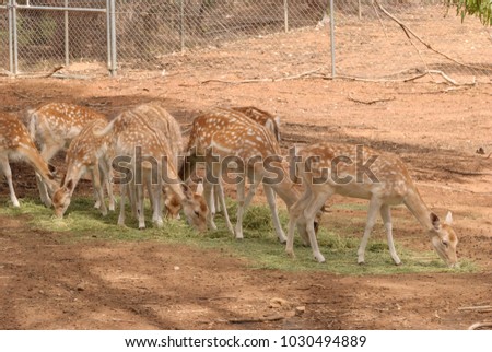 deer at a zoo grazing on dry hay in a animal enclosure on a sunny day