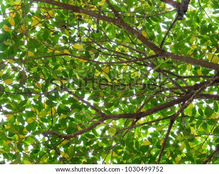 Green leaf and branch