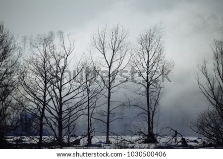 mist and forest in winter
