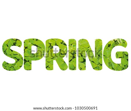 Isolated word SPRING with clover leaves and white background