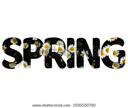 Isolated word SPRING with daisies and white background