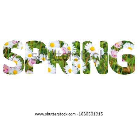Isolated word SPRING with daisies and white background