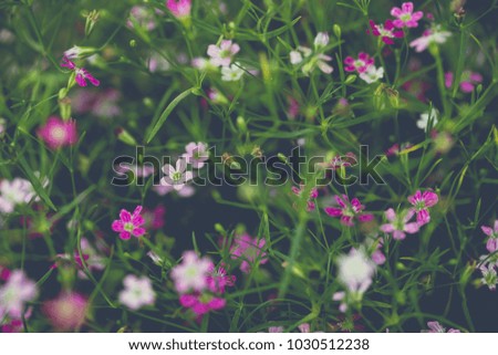 vintage soft tone, Abstract nature background with grass in the meadow and sunset. picture can used wallpaper desktop or copy space for add text message. Nature concept.