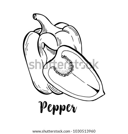 Sliced bulgarian or bell, sweet peppers in contour monochrome drawing. Natural isolated vegetable food or salad ingredient, seasoning.Vegetarian, vegan capsicum plant for organic market