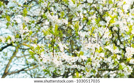 Beautiful Spring Nature background. Blossoming time lapse of Cherry trees. White Sakura blossom in sunny day outdoors. Flowers Cherry tree, Selective focus. Rustic Landscape blooming garden Wallpaper
