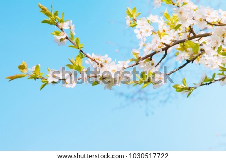 Beautiful Spring Nature background. Blossoming time lapse of Cherry trees. Branch white Sakura blossom on blue sky background outdoors. Flowers Cherry tree, Selective focus. Web banner With Copy Space