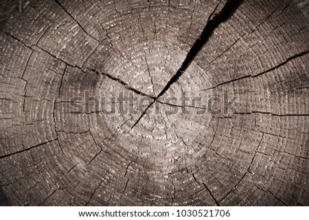 Old brown trunk cut with cracked annual rings, wooden natural background
