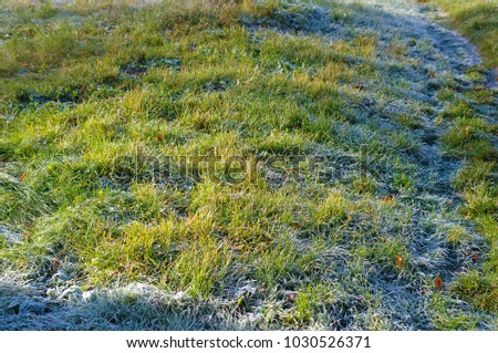 Frozen Grass In The Shadow on a Sunny Day