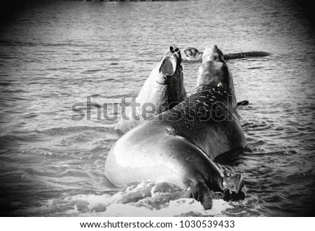 Male Southern Elephant Seal fighting Mirounga leonina in South G