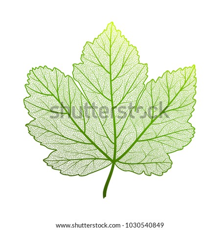 Leaf maple  isolated. Vector illustration. 