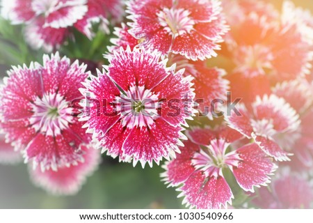 Beautiful Dianthus is blooming in the morning light.Selective focus.The orther name is Rainbow and Indien or China pink.