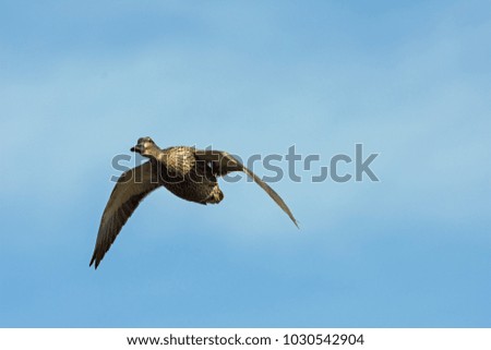 Mallard hen flying overhead