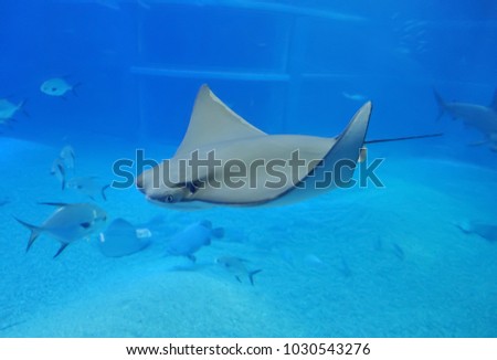manta ray, sting ray, electric ray is moving in the big tank in kaiyukan aquarium at japan. Royalty-Free Stock Photo #1030543276