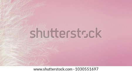 White feather of bird on pink background. Soft pink vintage color texture. Banner.