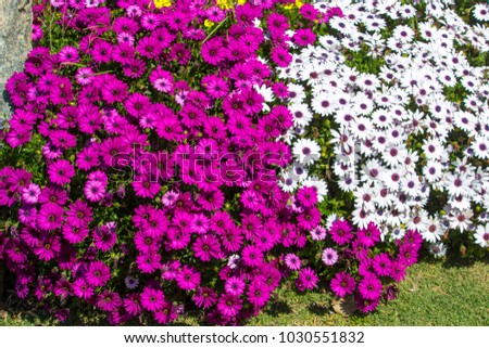 A small clump of African daisy Osteospermum  plants from the Asteraceae species adds color to the winter landscape with white pink and purple  flowers.