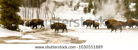 Panorama of herd of bison or American buffalo walking among geysers in Upper Geyser Basin in Yellowstone National Park, Wyoming in winter. Royalty-Free Stock Photo #1030551889