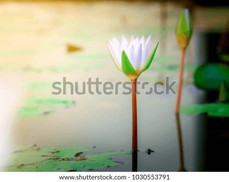 Beautiful white lotus flower nature.