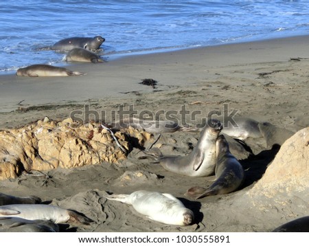 Elephant seal beach along Pacific highway 1