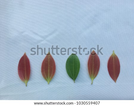 Cinnamon leaf on white leatherette, with dim light.