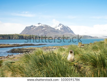 A fur seal looking at the camera sitting in tussac grass on Prion Island. Penguins, a rugged mountain with patches of snow  and the blue water of the Atlantic Ocean is seen in the background.