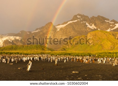 King Penguin colony at Gold Harbor photographed in the golden light of dawn. A double rainbow is overhead. Young penguins with brown down, lush green foothills and rugged snowy mountains are pictured.