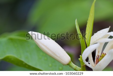 White michelia alba after rain  on tree in garden,Thailand