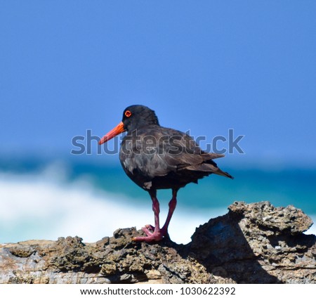 Black oystercatcher sitting on the rock in the ocean - summertime in Australia