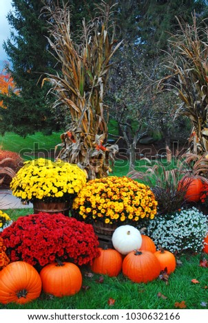 Mums, pumpkins and corn stalks complete an autumn decoration in New England