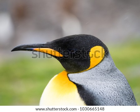 Close up of the head and chest of an adult king penguin with rain drops on its dramatic black, yellow, gold and orange feathers on the head and neck and silver, white and black feathers on the back. 