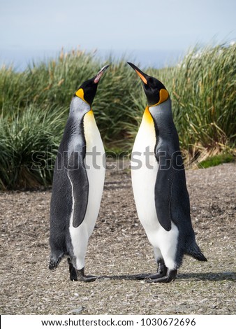 A pair of courting king penguins standing with beaks raised toward the sky. Tussac grass is in the background. Shallow depth of field.