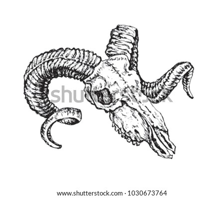 sheep's skull . manual black and white graphics .illustration of a black pen
