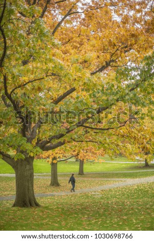 A stroll through the park in autumn.