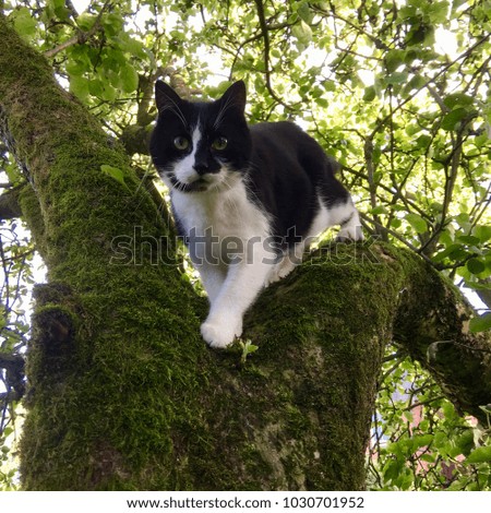 A cat in a tree