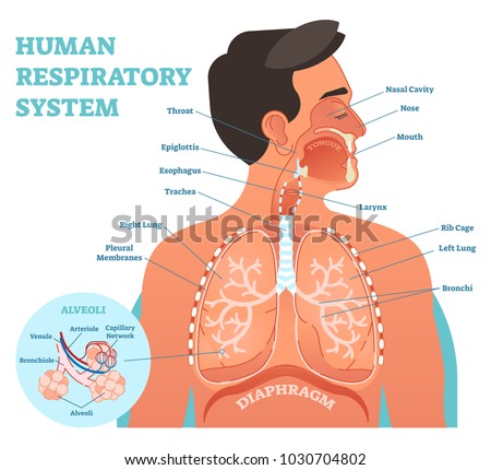 Human Respiratory System anatomical vector illustration, medical education cross section diagram with nasal cavity, throat, esophagus, trachea, lungs and alveoli.  Royalty-Free Stock Photo #1030704802